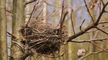 Nest_Impure with Memory